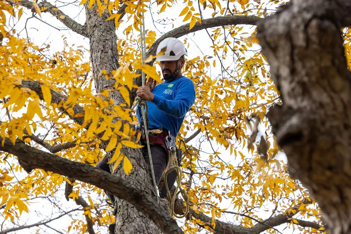 Skilled Tree Planing crew working in Reading
